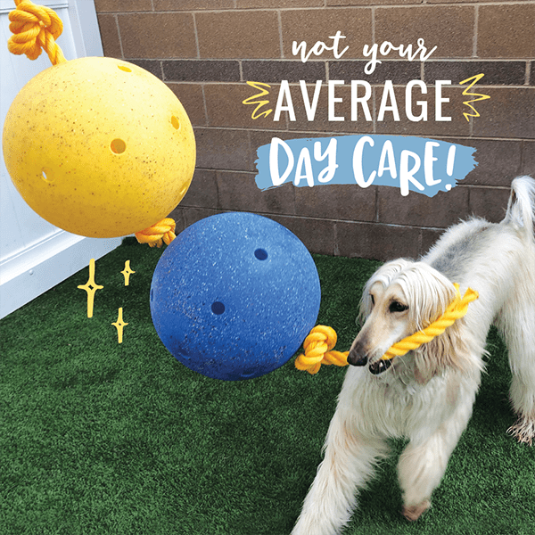 Enrichment at Camp Bow Wow Dog Day Care